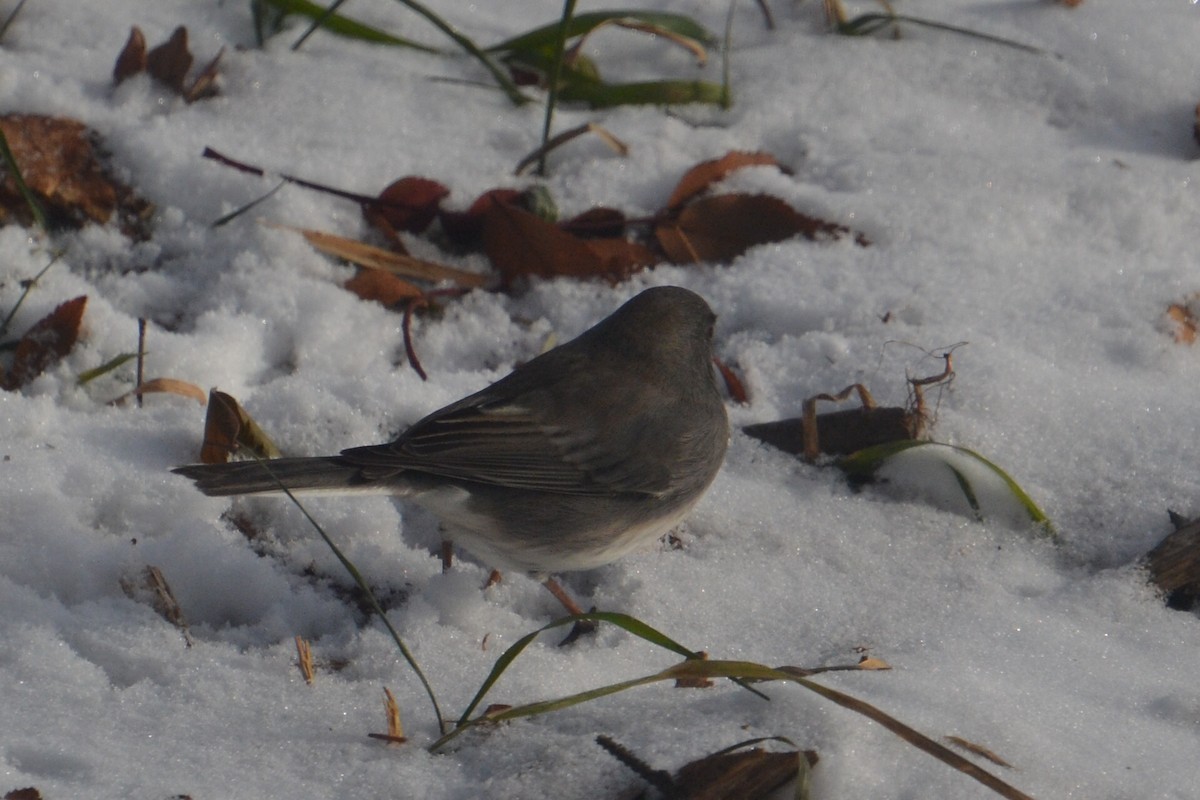 Dark-eyed Junco - ML646756374