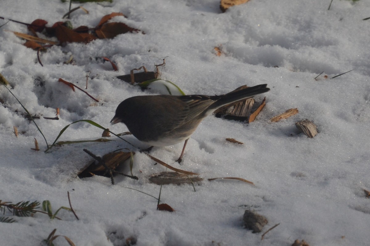 Dark-eyed Junco - ML646756375