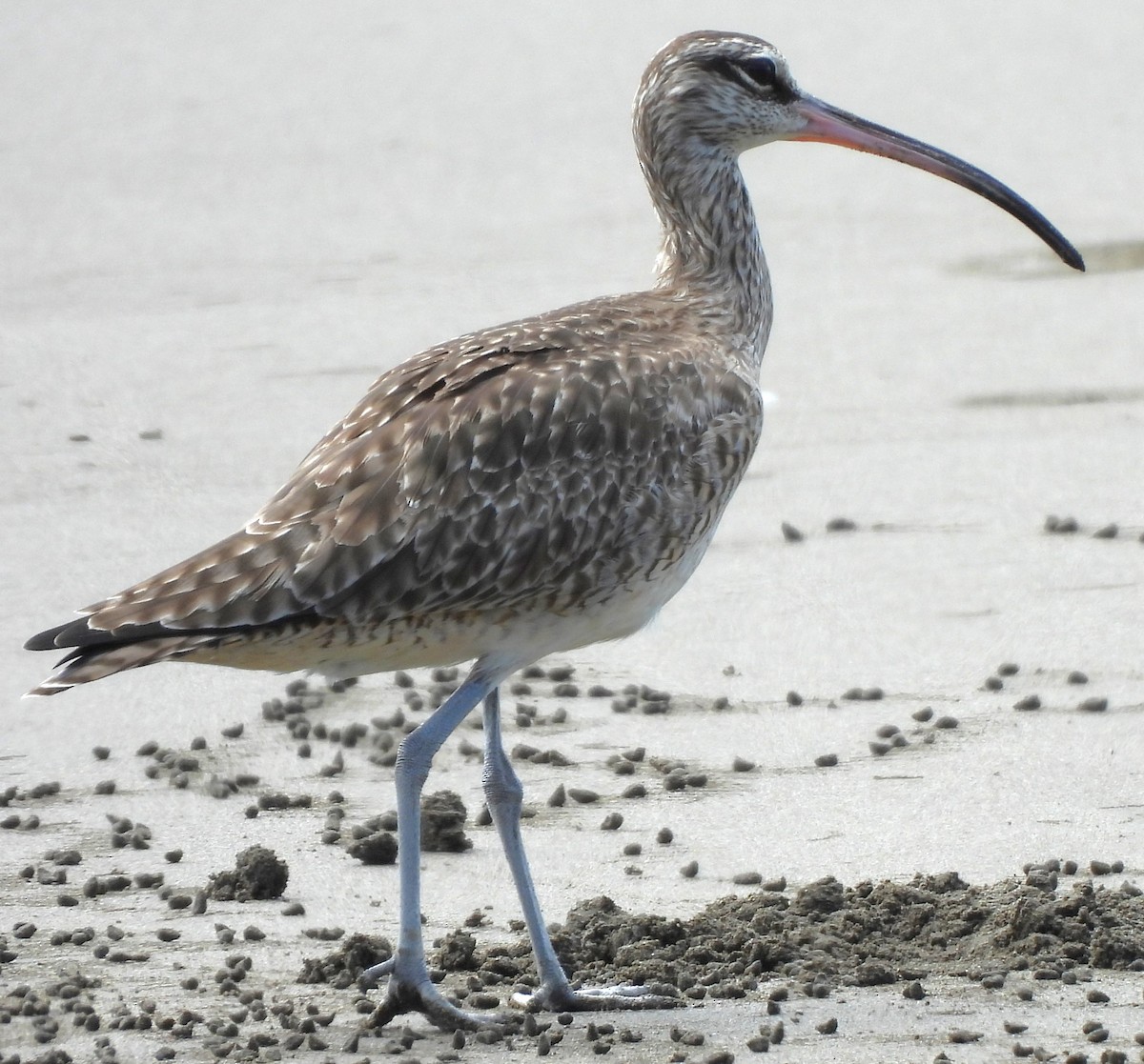 Hudsonian Whimbrel - ML646756383