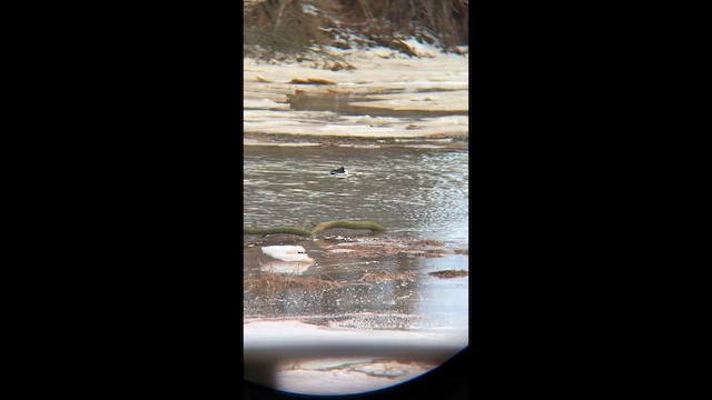 lžičák pestrý - ML646756400