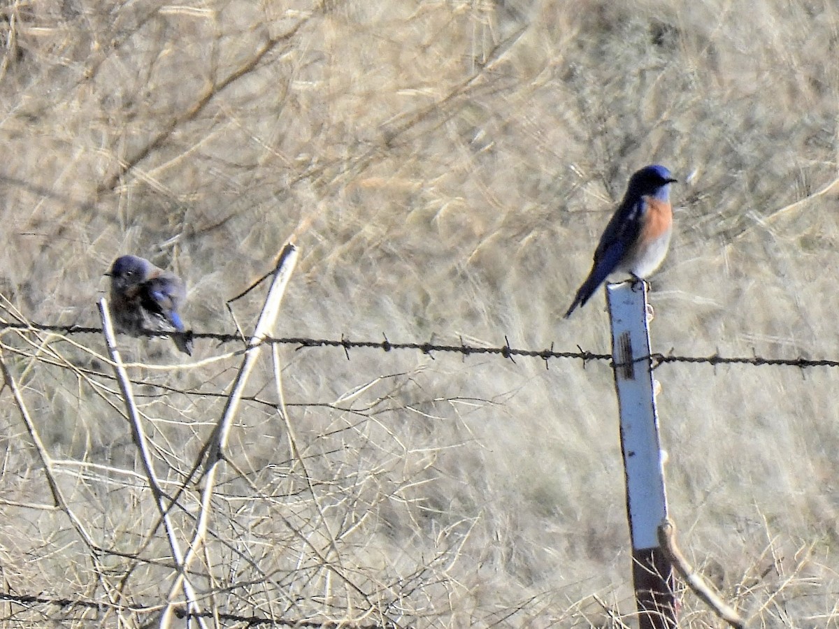 Western Bluebird - ML646756411