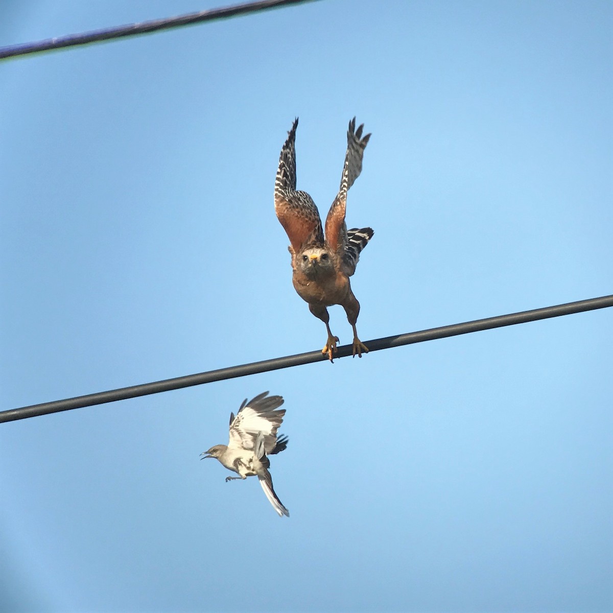 Red-shouldered Hawk - ML646756417
