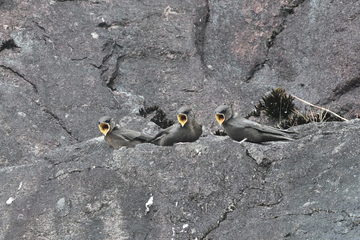 Dusky Crag-Martin - ML646756421