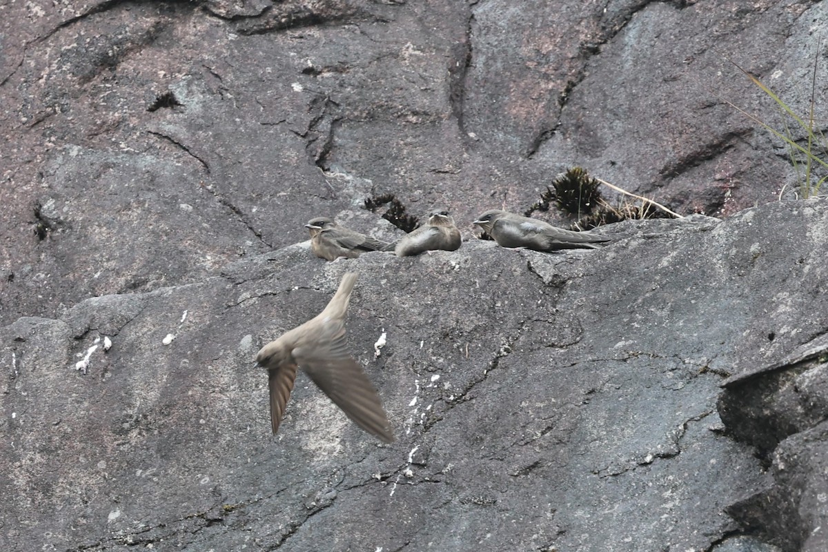 Dusky Crag-Martin - ML646756422