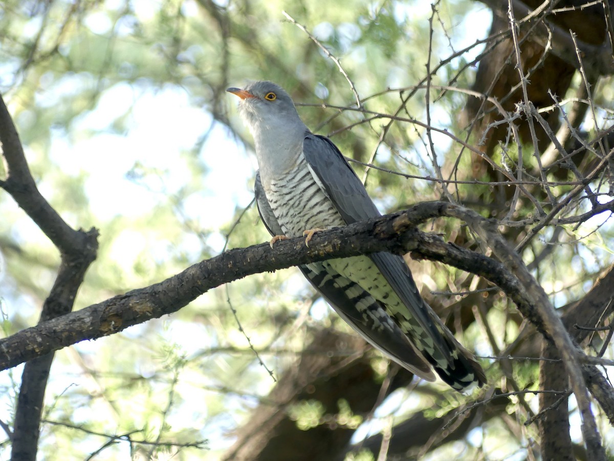 African Cuckoo - ML646756423