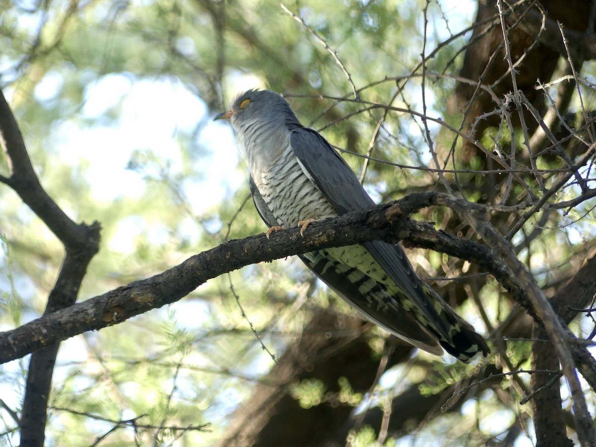 African Cuckoo - ML646756424