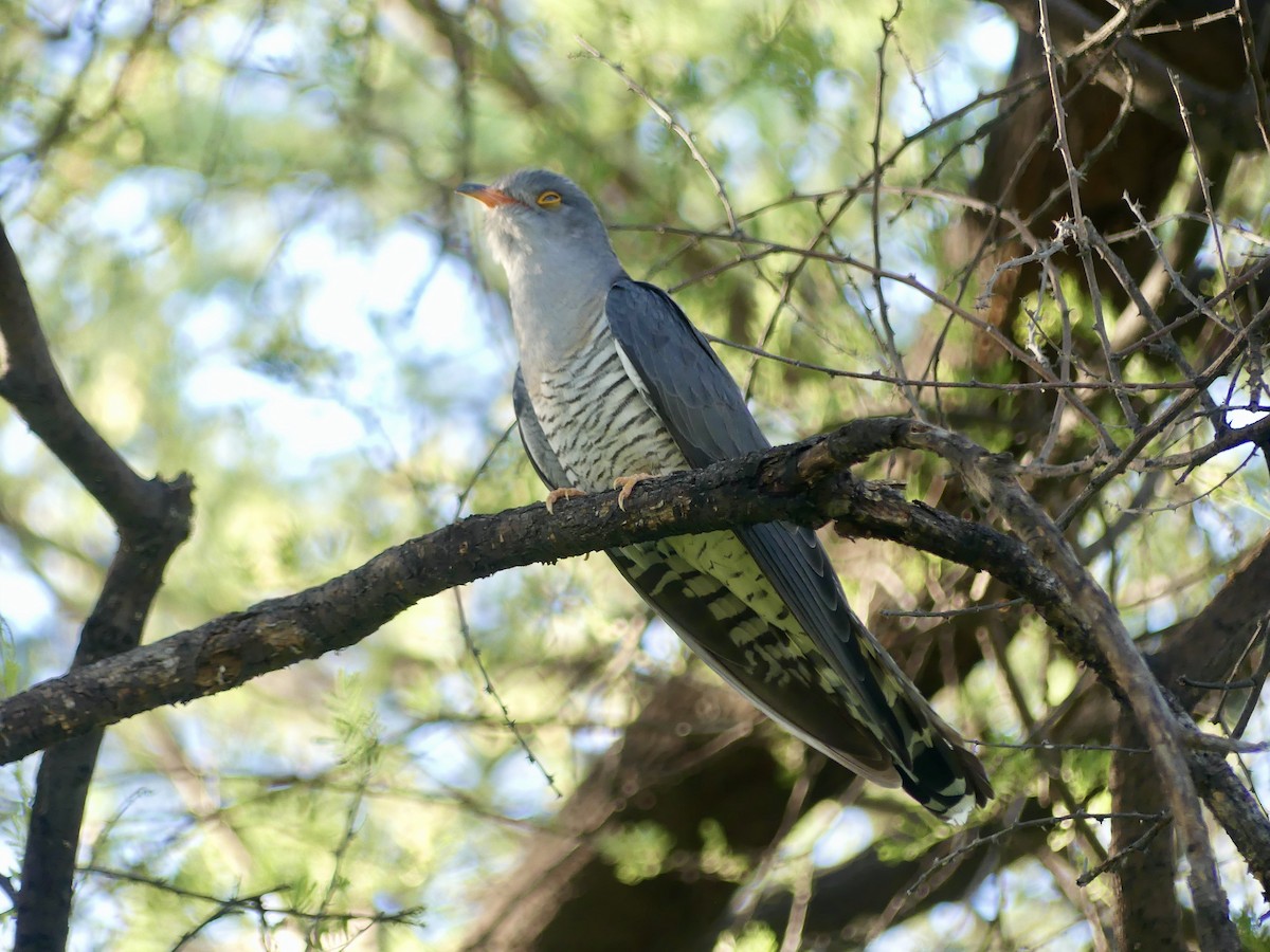 African Cuckoo - ML646756425