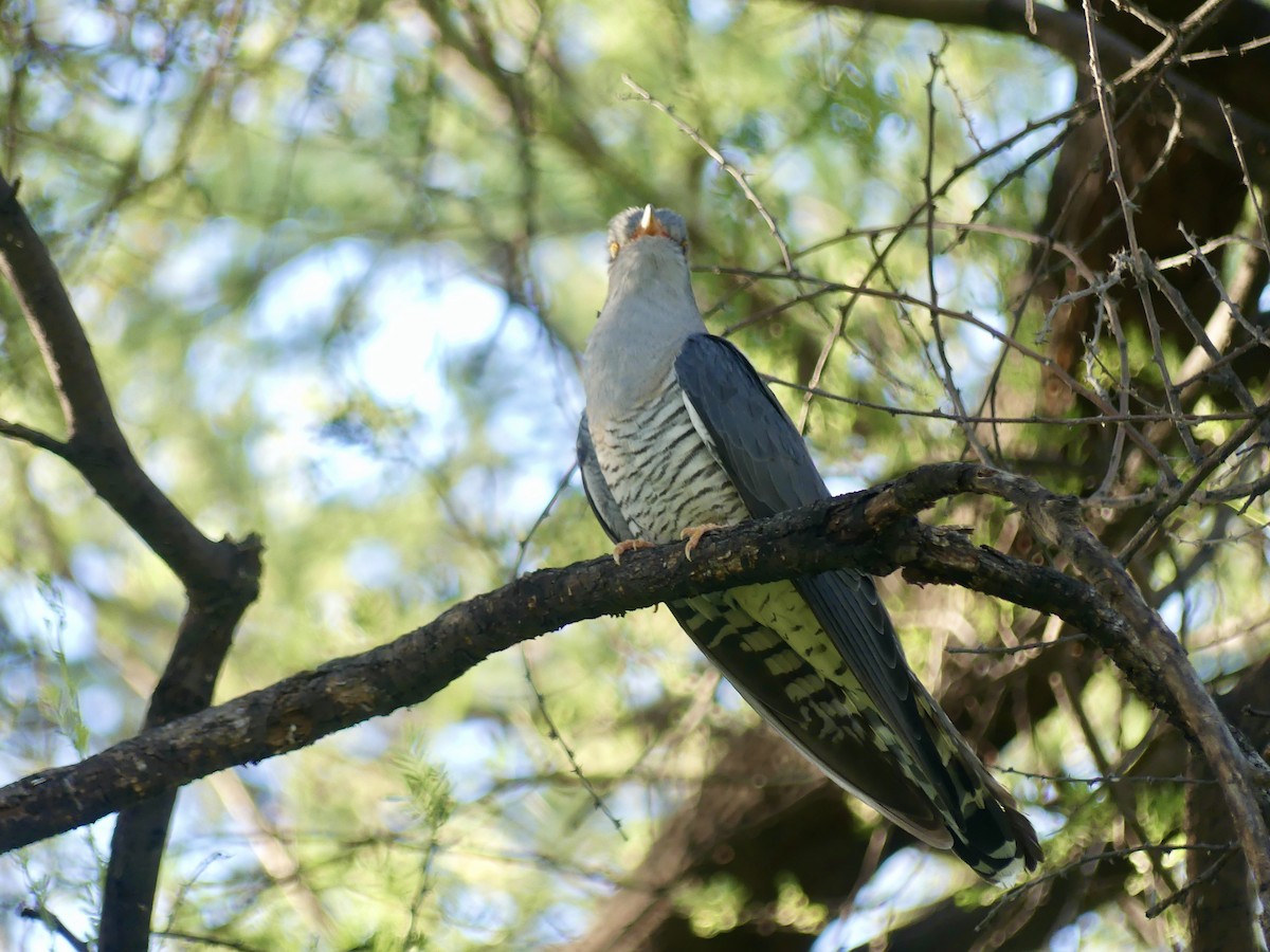 African Cuckoo - ML646756426