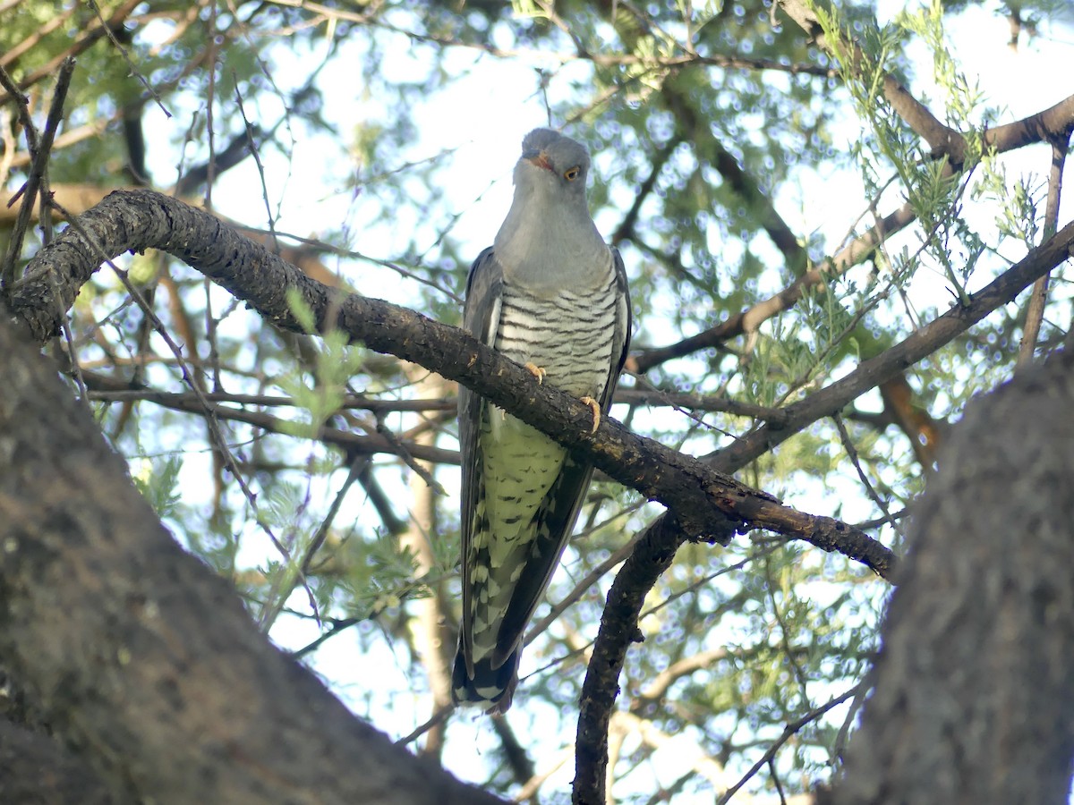 African Cuckoo - ML646756427