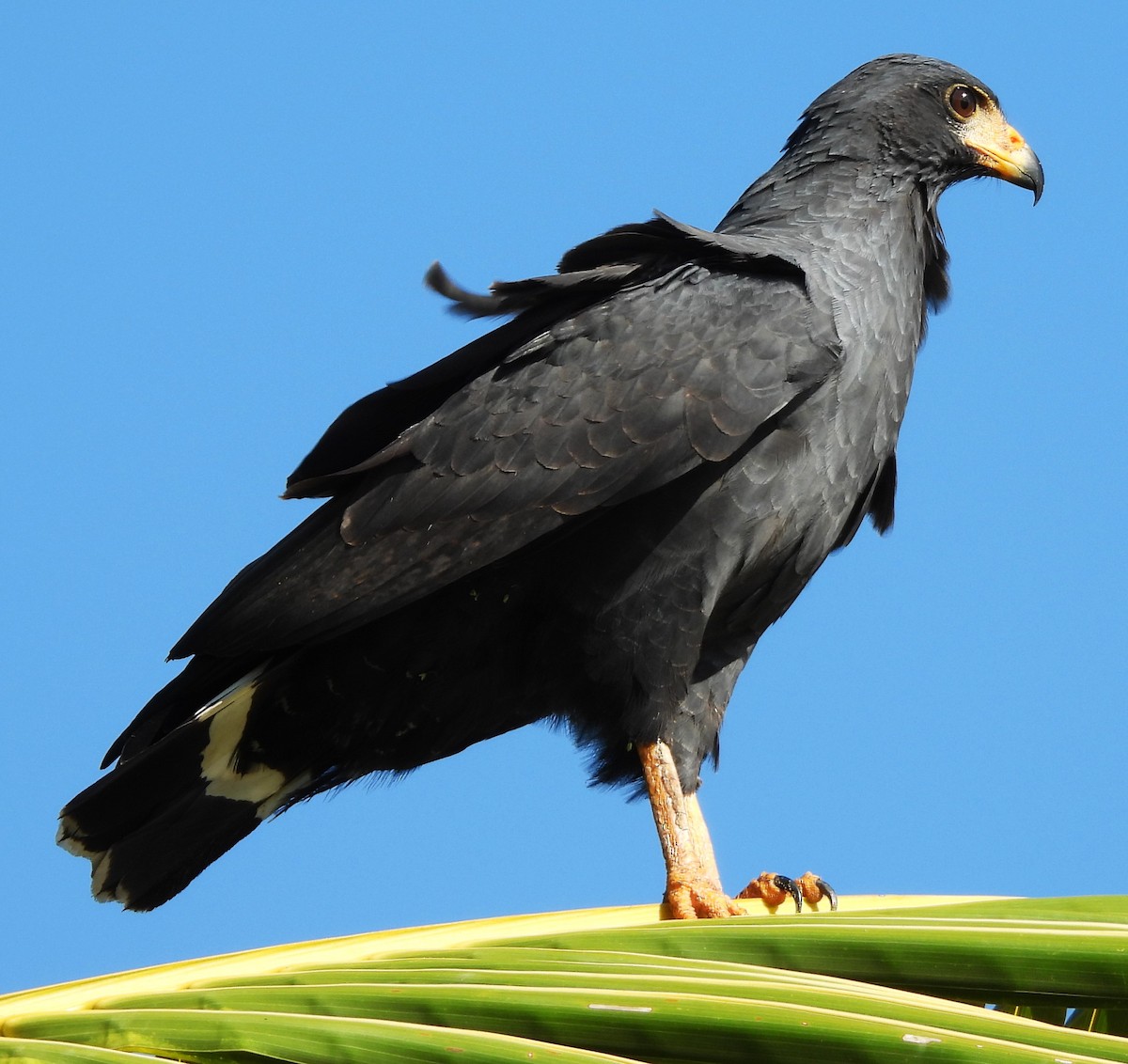 Common Black Hawk - ML646756428