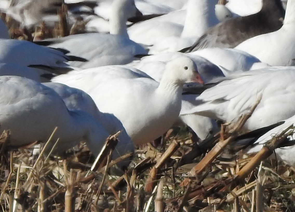 eskimogås - ML646756429