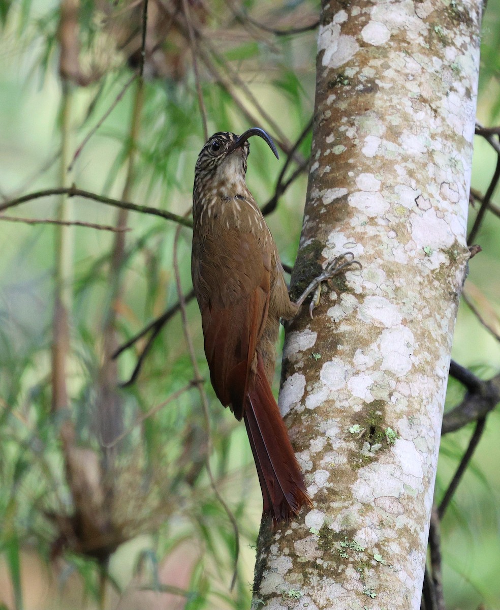 Black-billed Scythebill - ML646756432