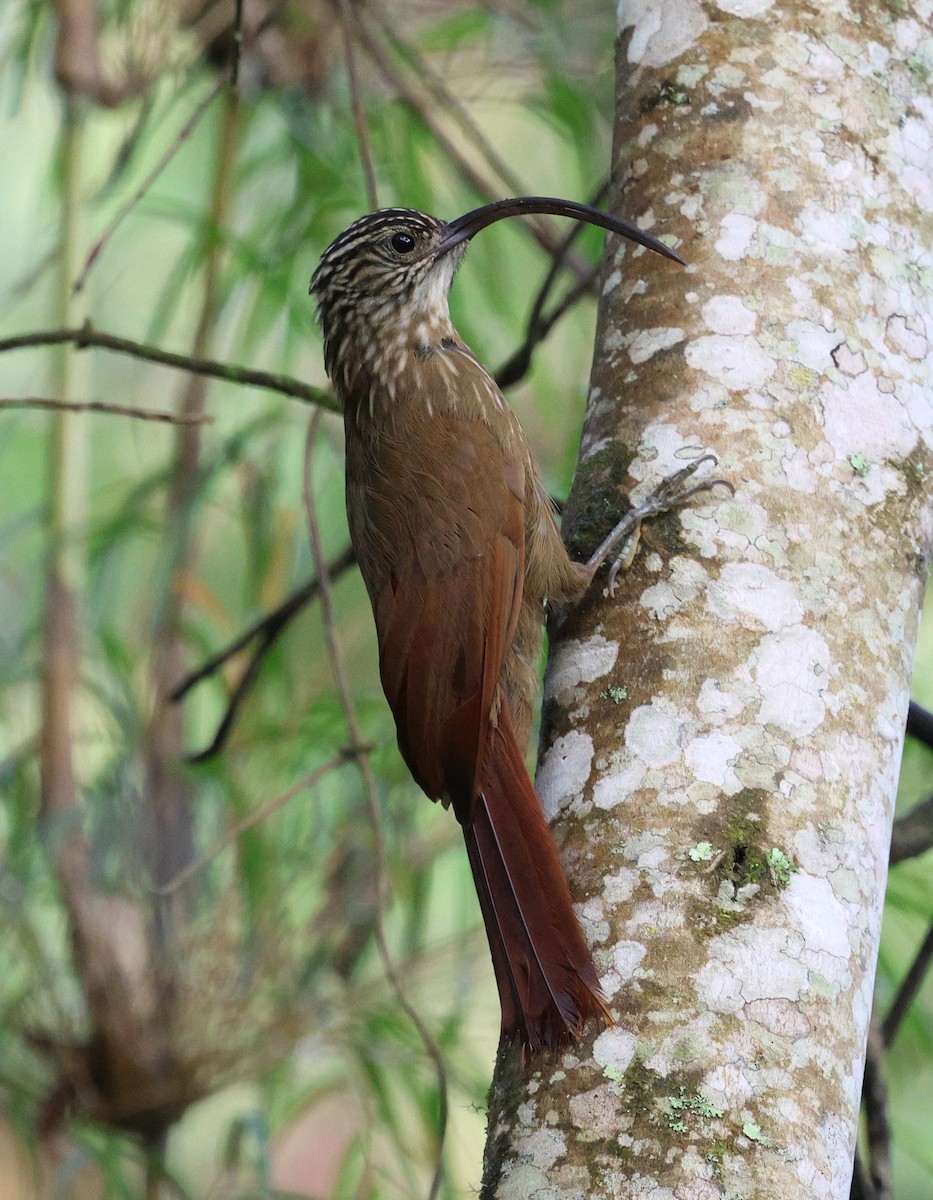 Black-billed Scythebill - ML646756433