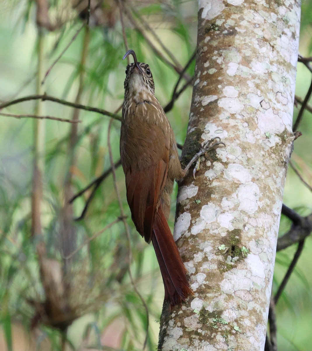 Black-billed Scythebill - ML646756434