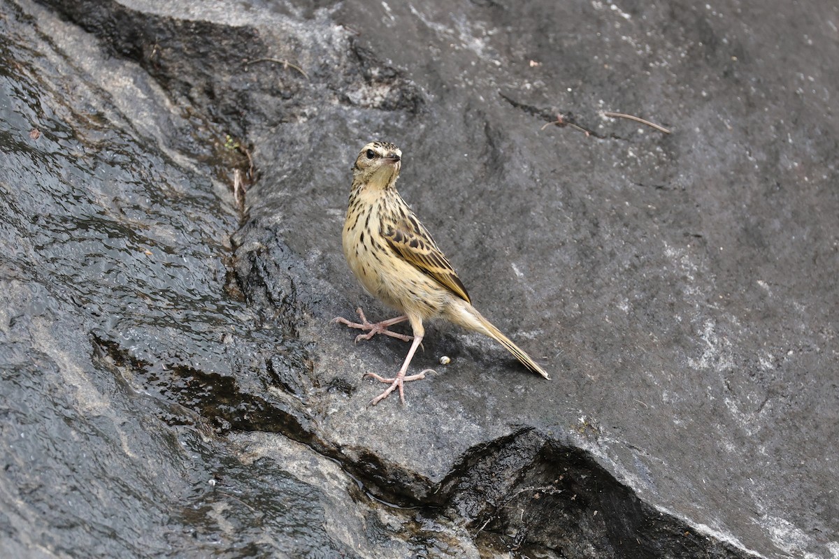 Nilgiri Pipit - ML646756439
