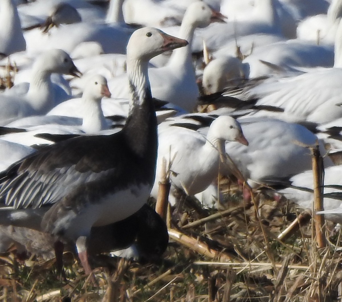 snøgås - ML646756441