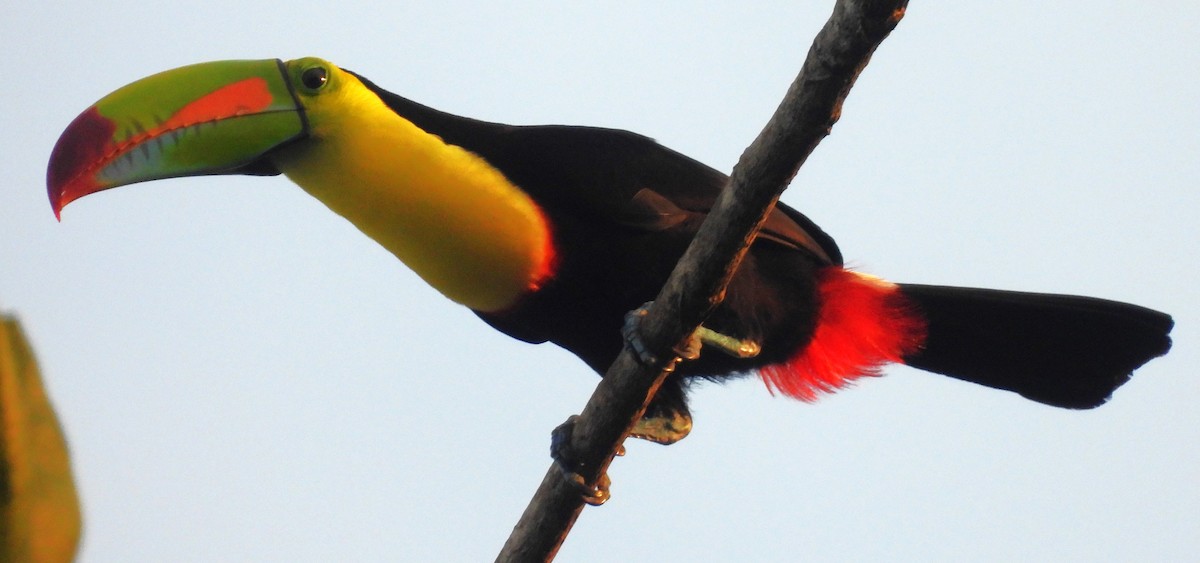 Тукан жовтогорлий - ML646756442