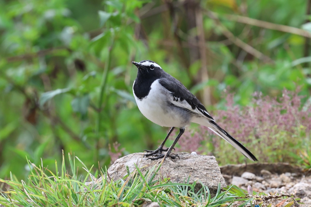 Bergeronnette indienne - ML646756446