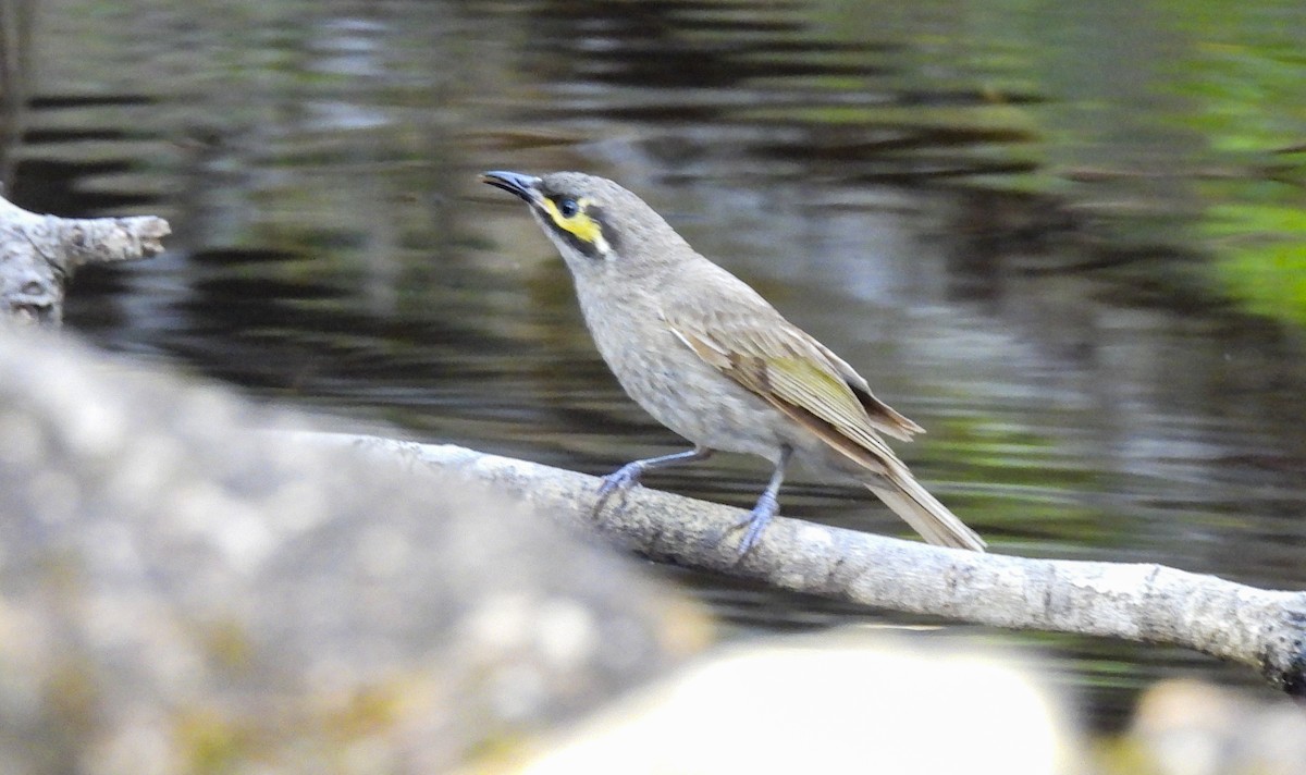 Yellow-faced Honeyeater - ML646756448