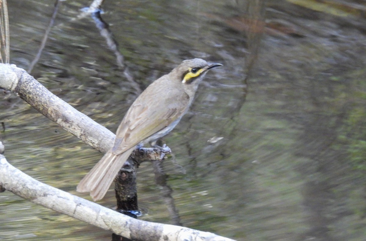 Yellow-faced Honeyeater - ML646756451