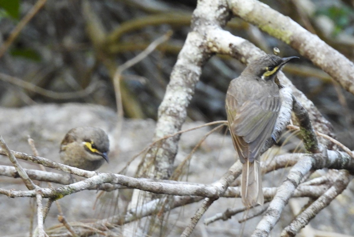 Yellow-faced Honeyeater - ML646756452