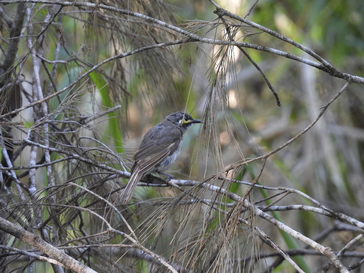 Yellow-faced Honeyeater - ML646756453