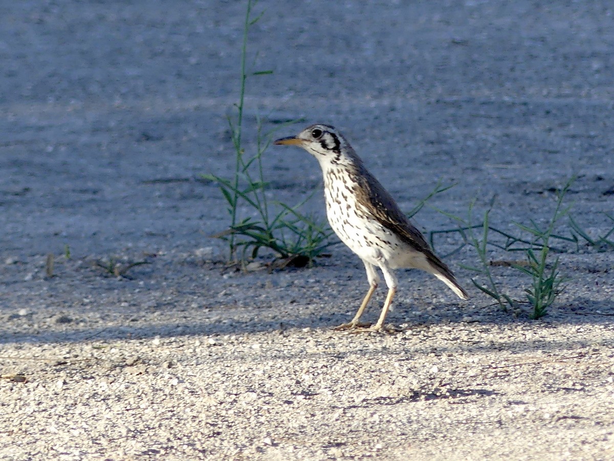 Groundscraper Thrush - ML646756454