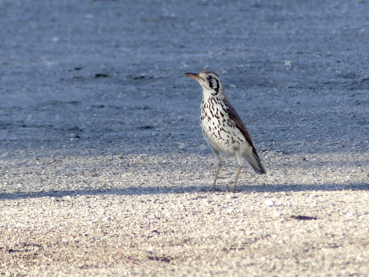 Groundscraper Thrush - ML646756455