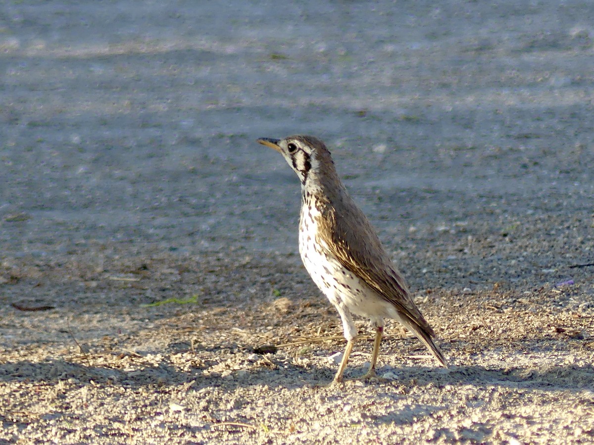 Groundscraper Thrush - ML646756456