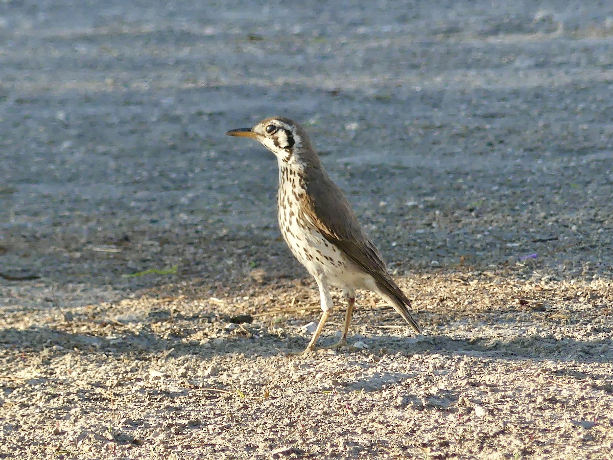 Groundscraper Thrush - ML646756457