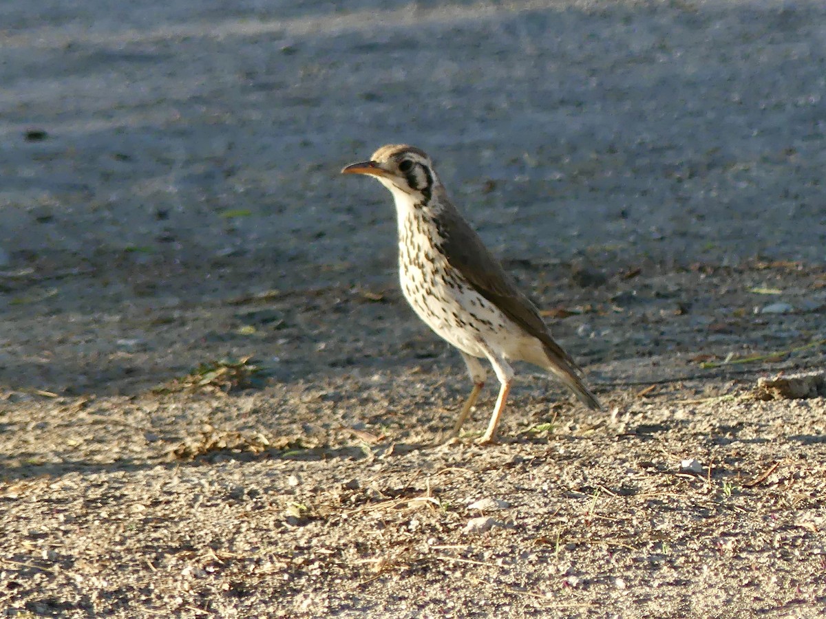 Groundscraper Thrush - ML646756458