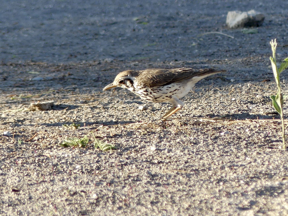 Groundscraper Thrush - ML646756459