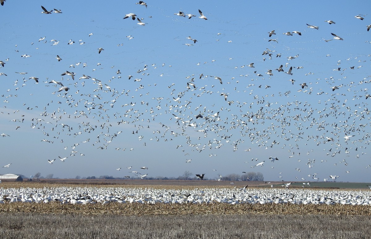 snøgås - ML646756461