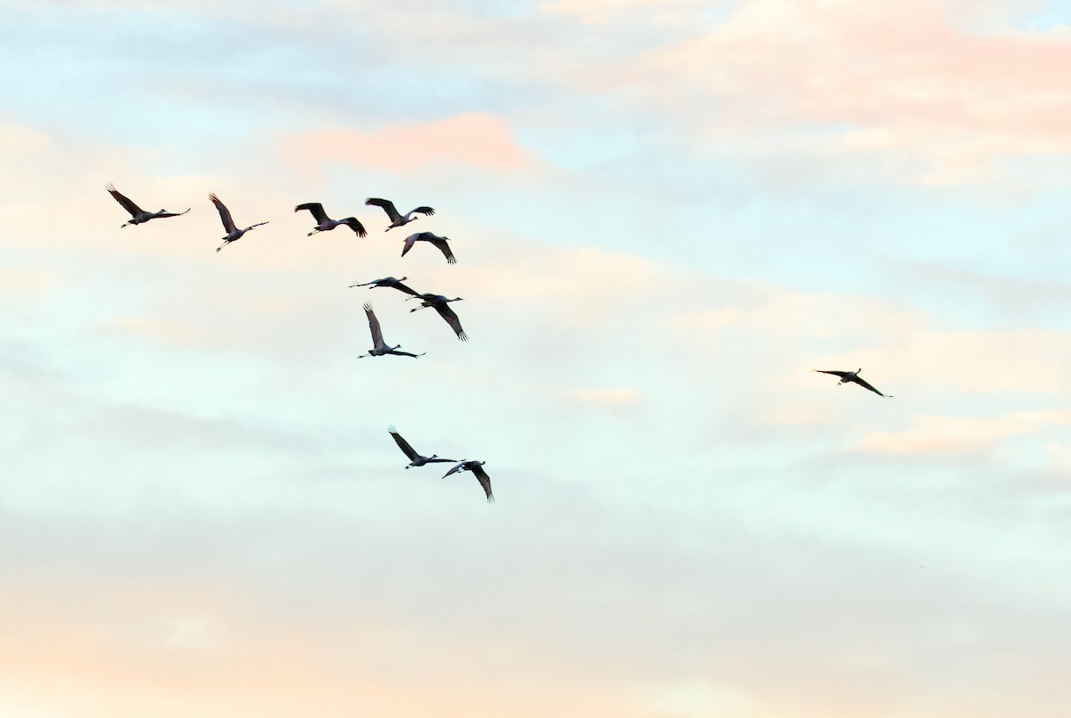 Kurrilo kanadarra - ML646756463