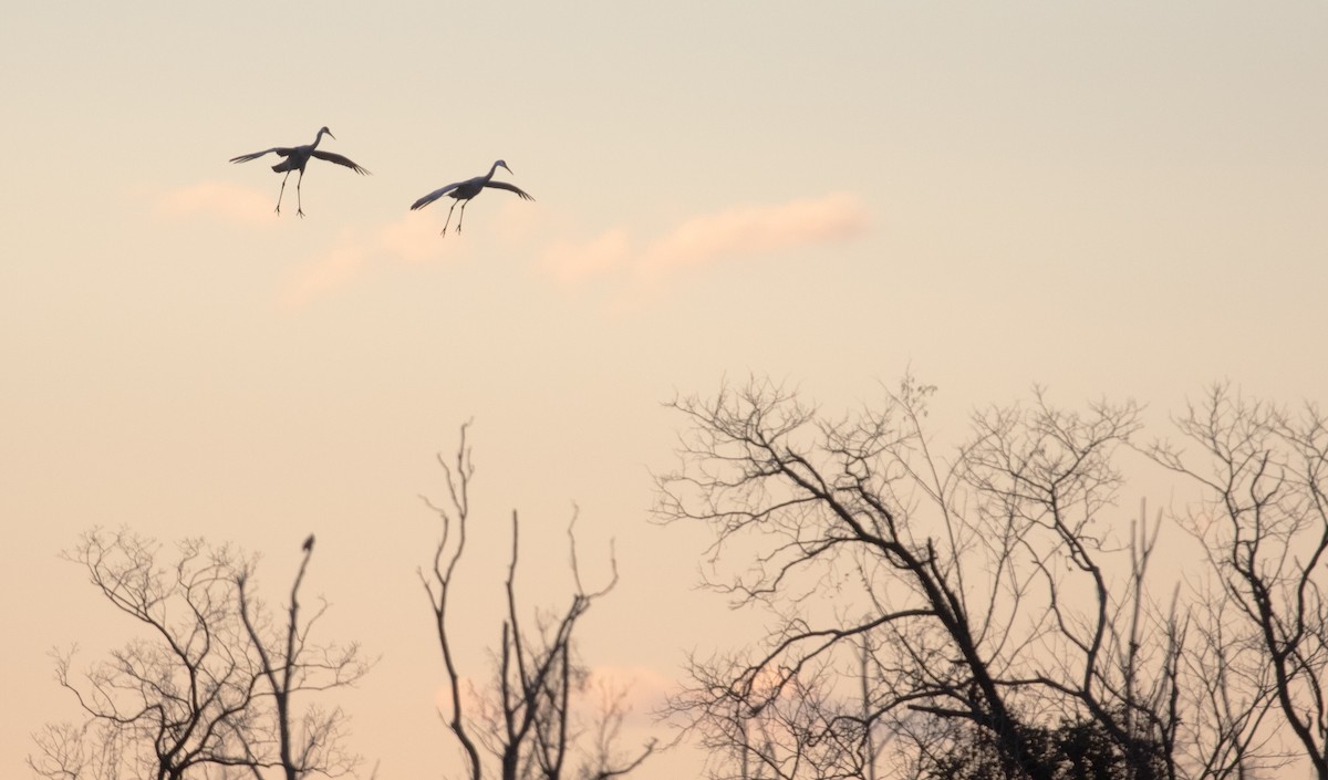 Kurrilo kanadarra - ML646756464