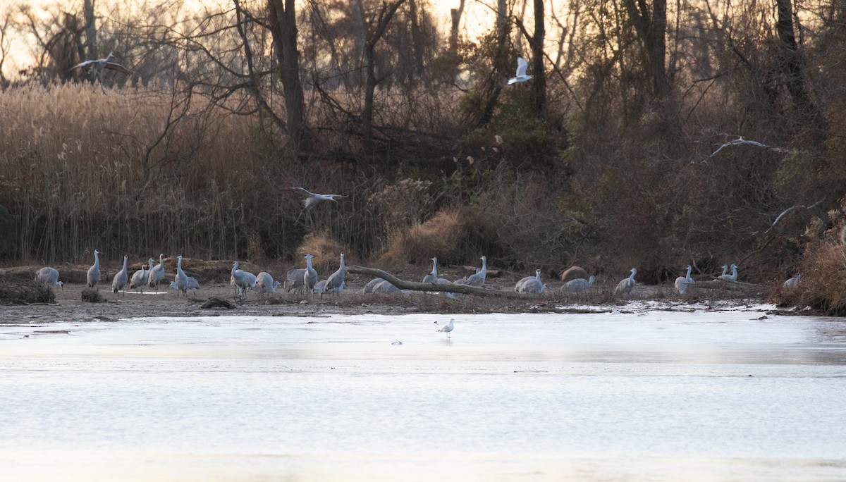 Kurrilo kanadarra - ML646756465