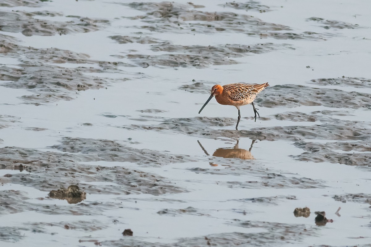 asiabekkasinsnipe - ML646756481