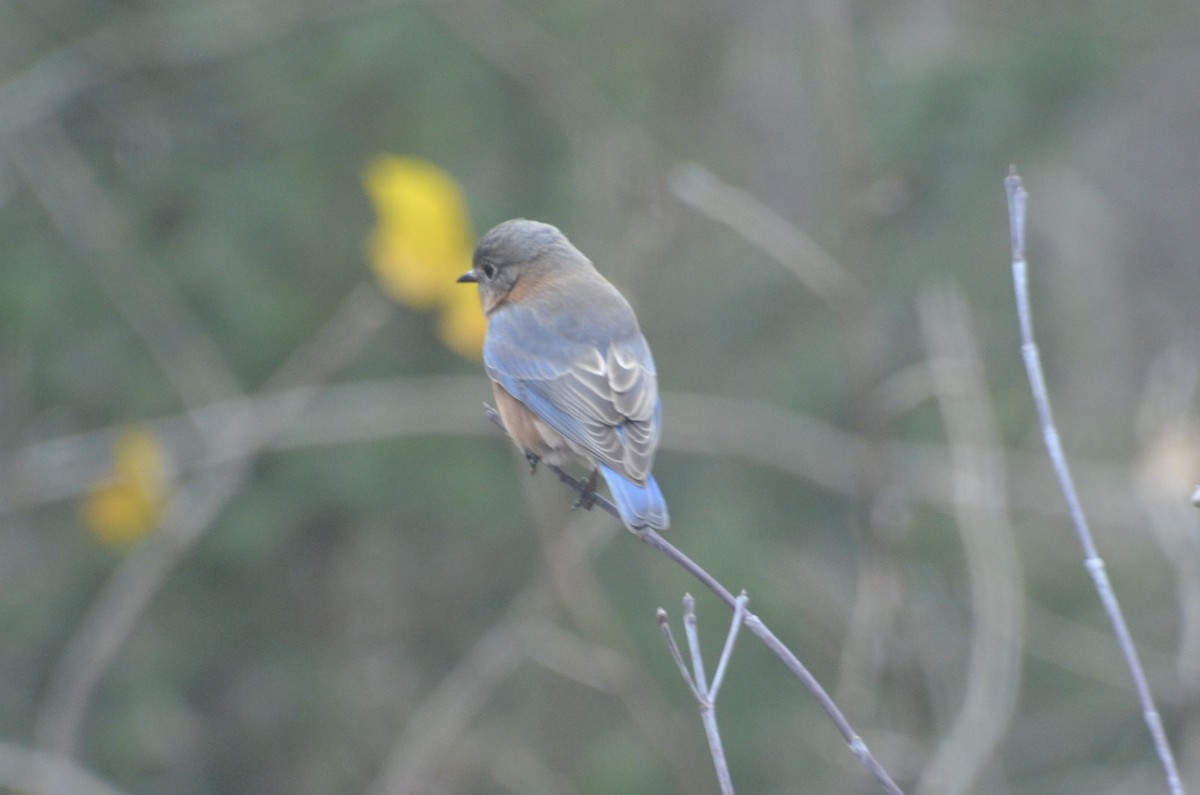 Eastern Bluebird - ML646756485