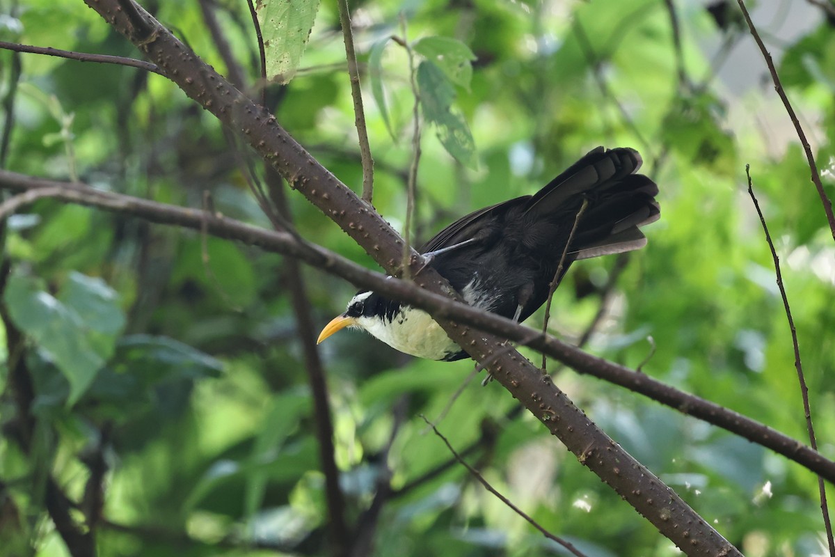 Indian Scimitar-Babbler - ML646756498