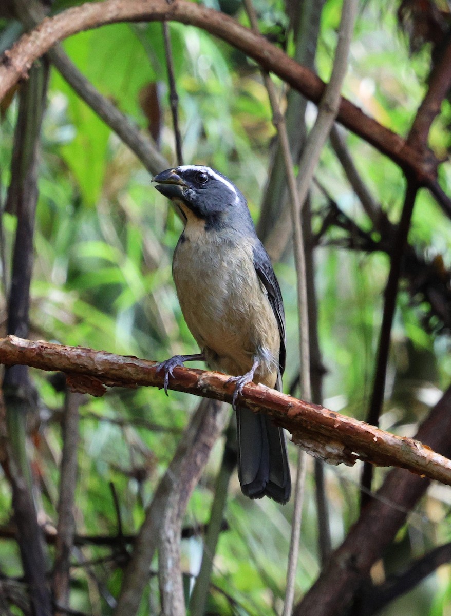 Thick-billed Saltator - ML646756499
