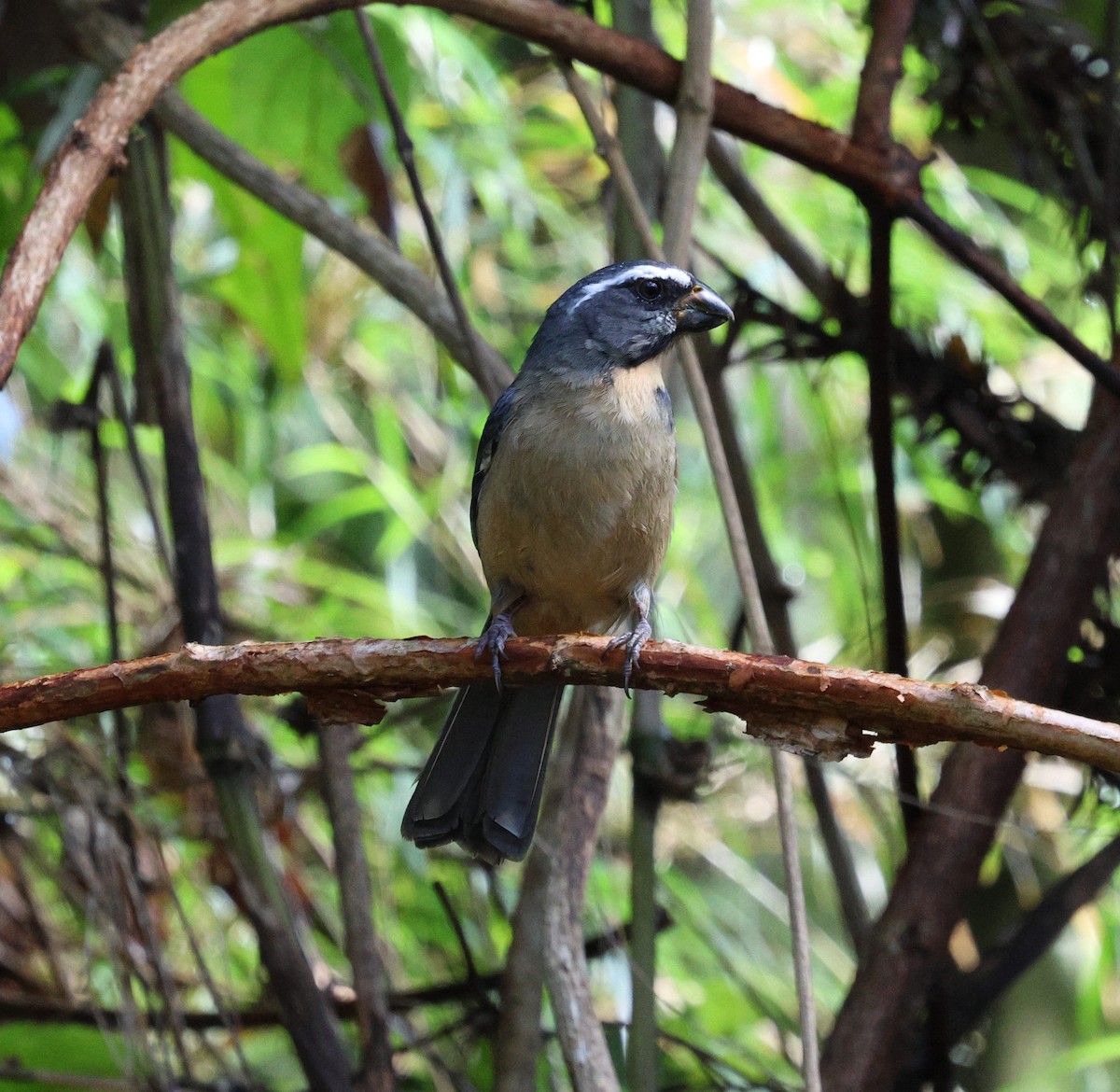 Thick-billed Saltator - ML646756500