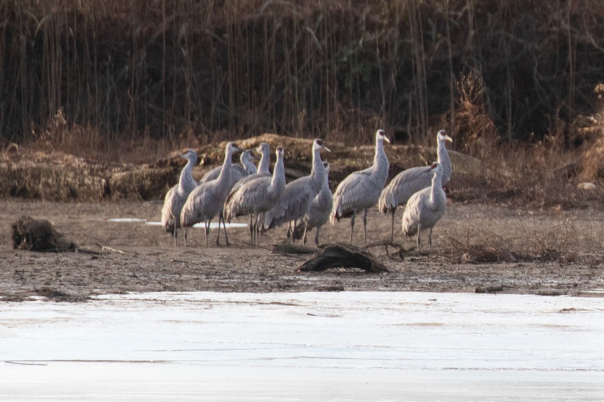 Kurrilo kanadarra (canadensis) - ML646756501