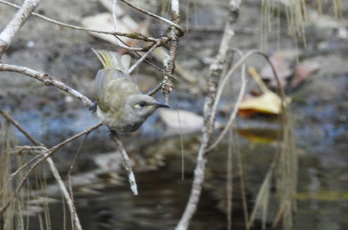 Brown Honeyeater - ML646756502