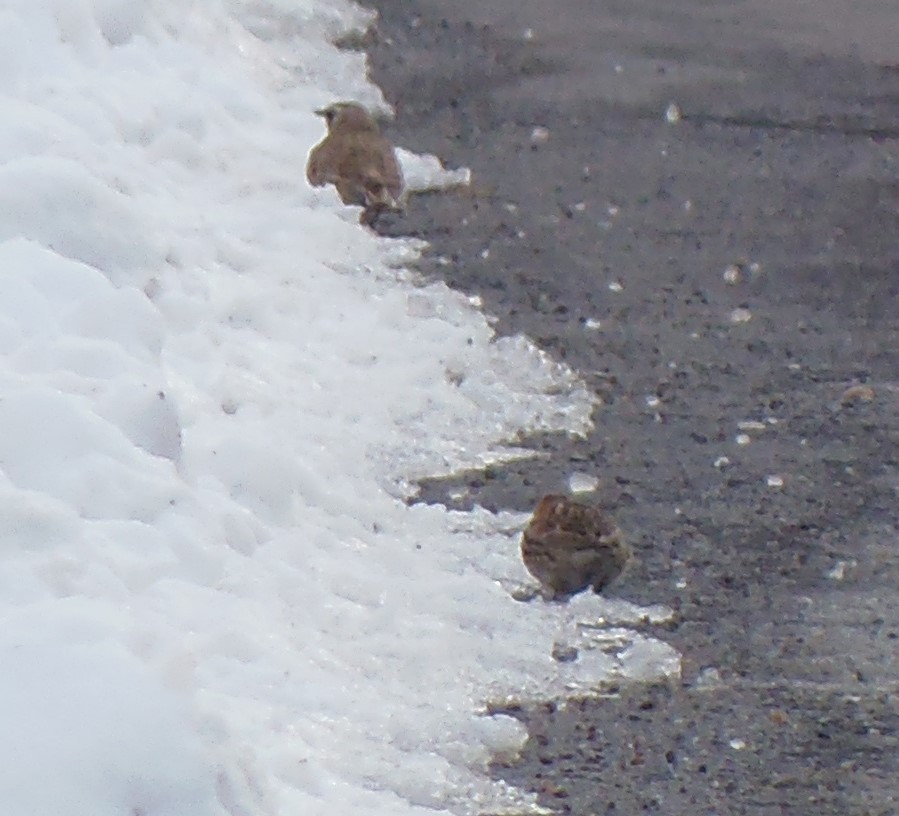 ツメナガホオジロ - ML646756508