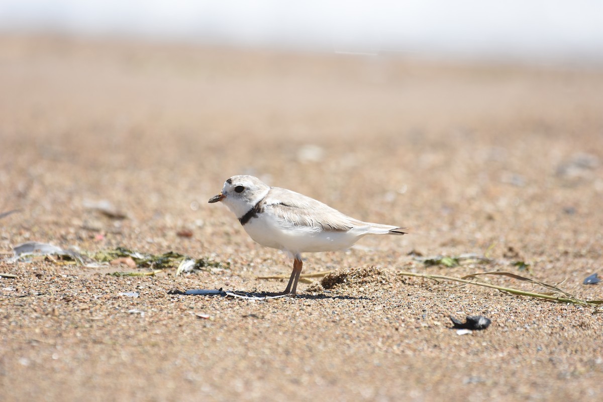 Piping Plover - Jeff Packer