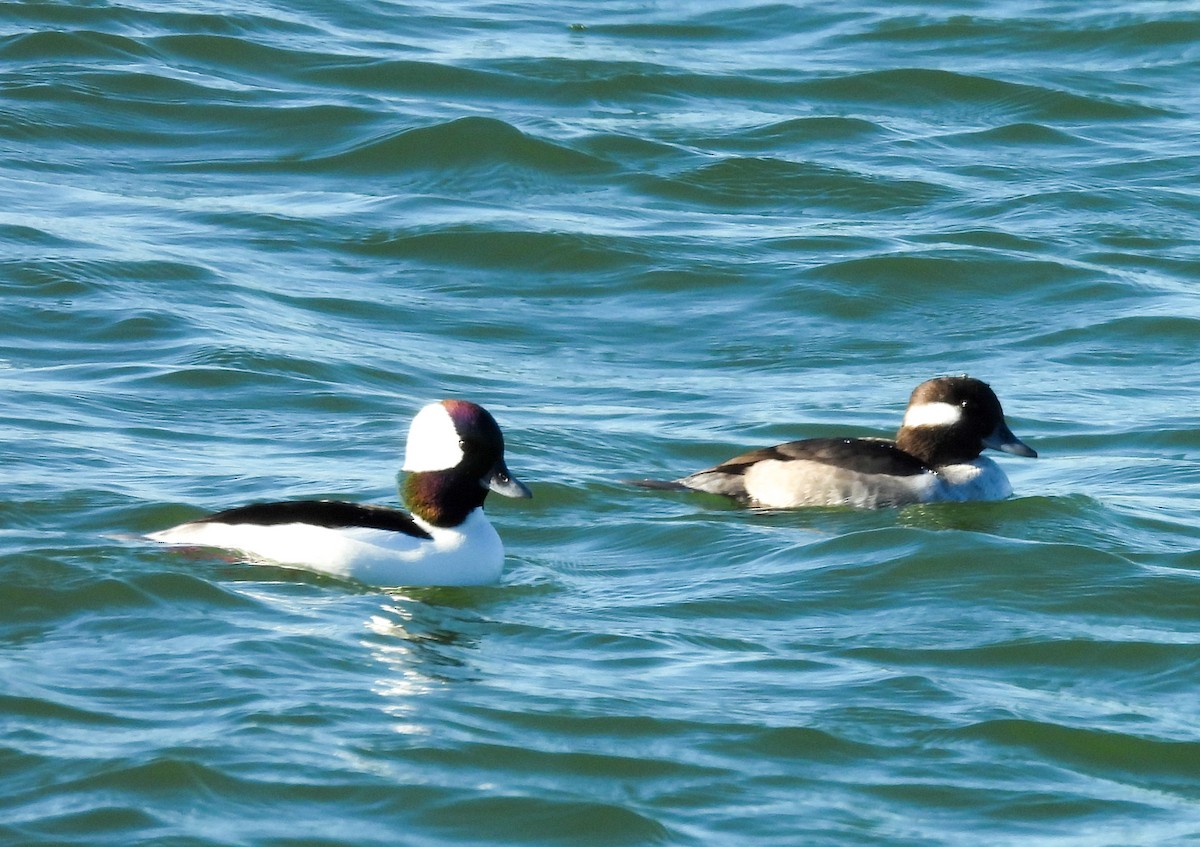 Murgilari buruzuria - ML646756510