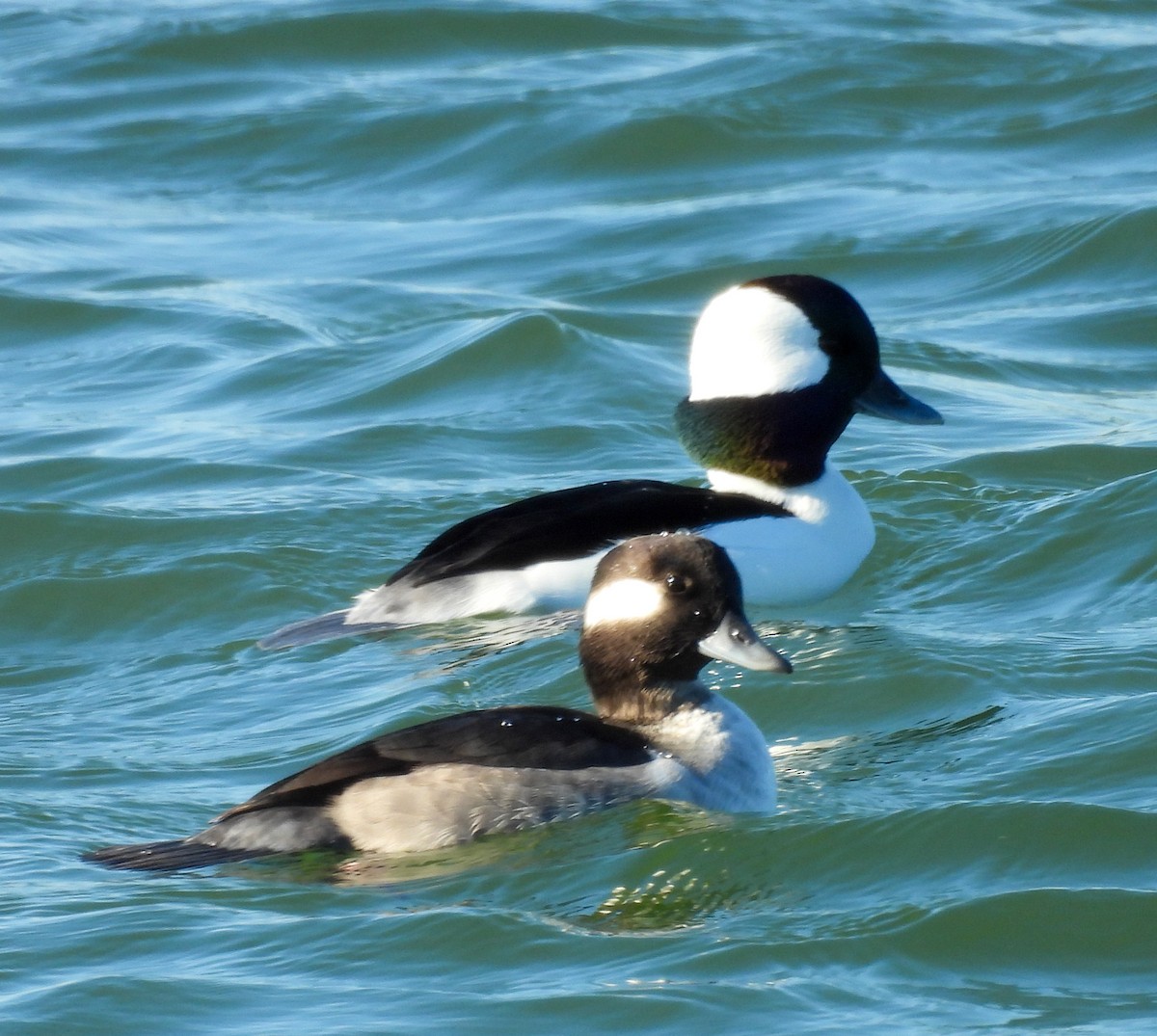 Murgilari buruzuria - ML646756511