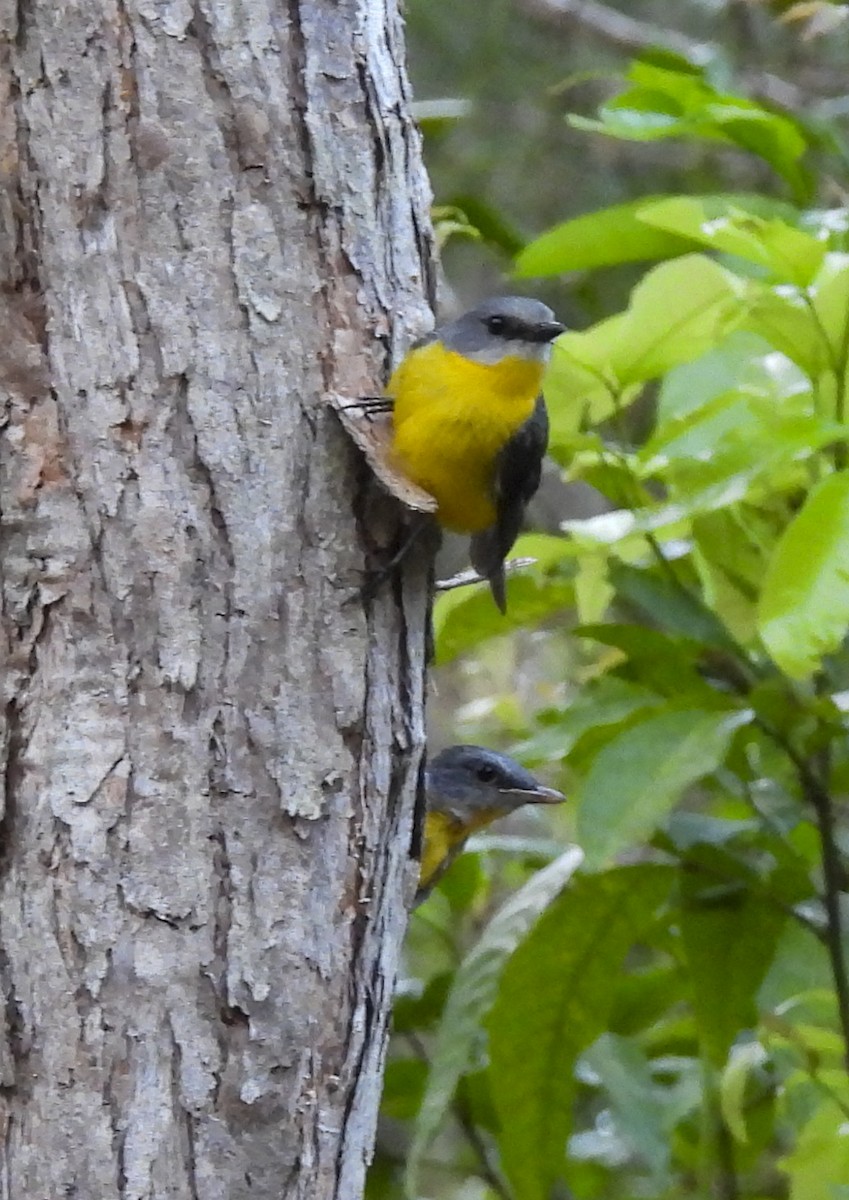 Eastern Yellow Robin - ML646756512