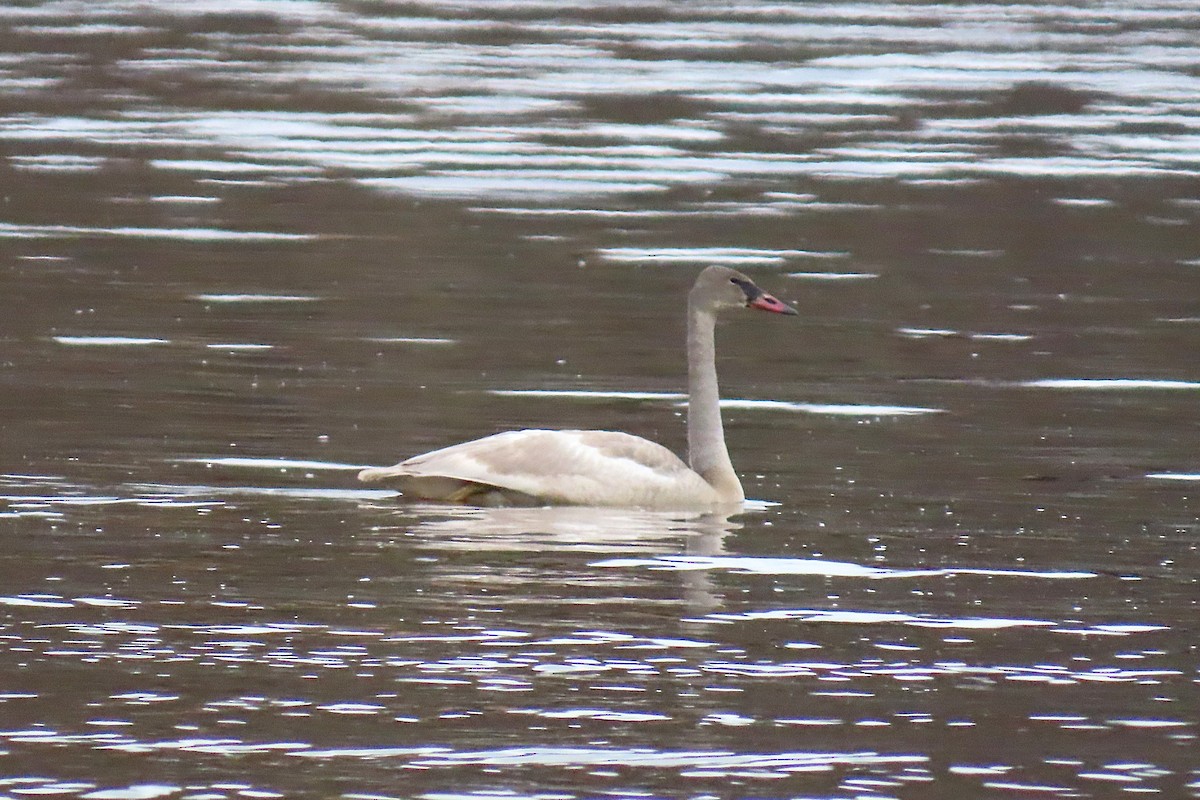 ברבור אמריקני - ML646756517