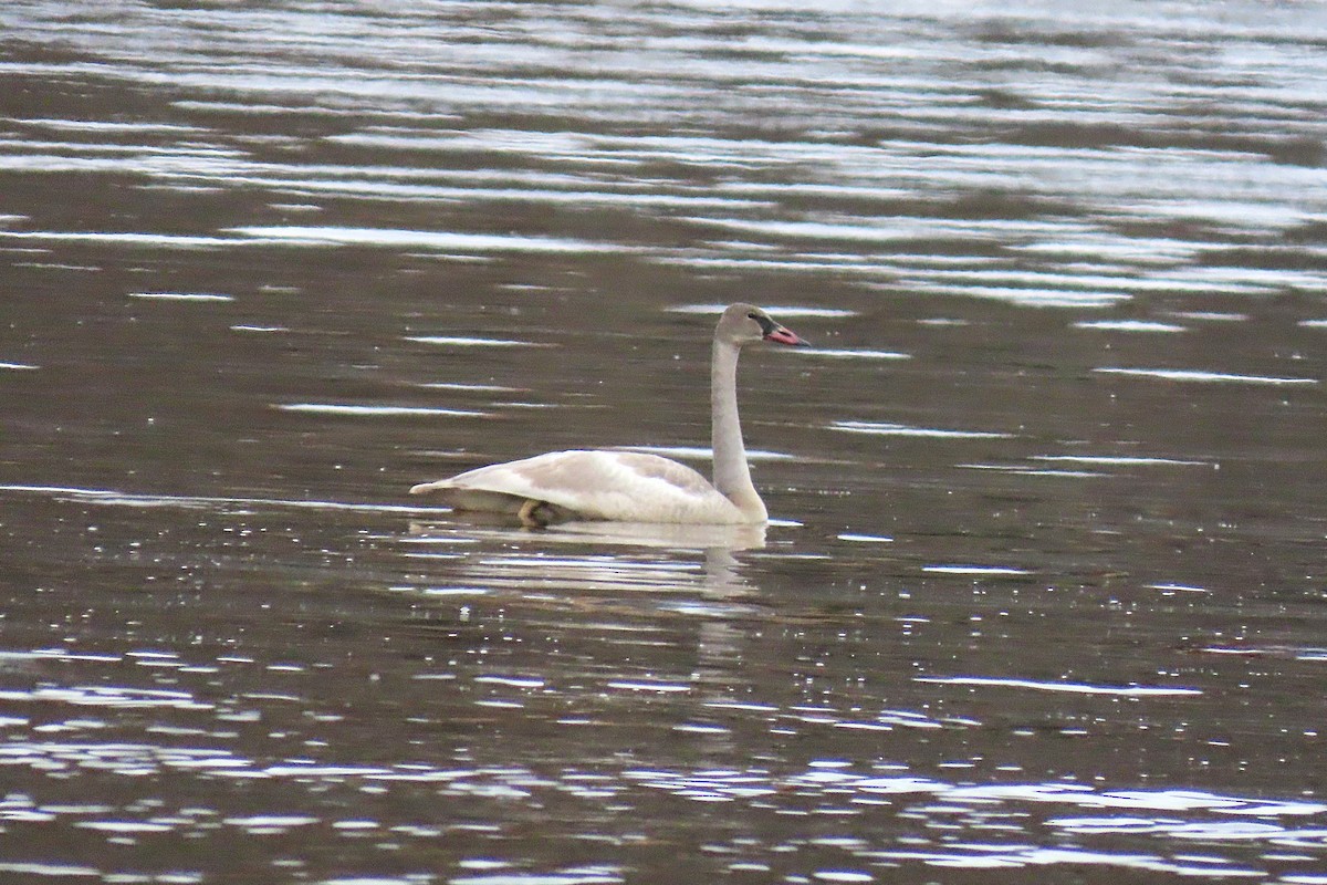 ברבור אמריקני - ML646756518